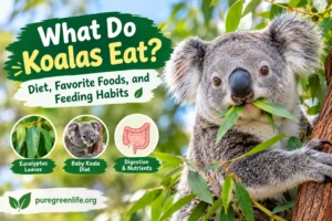 What Do Koalas Eat