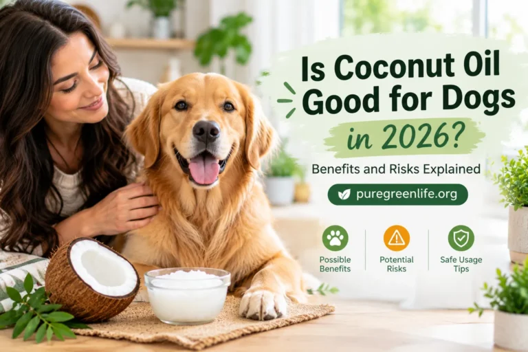 Is Coconut Oil Good for Dogs in 2026? Benefits and Risks Explained